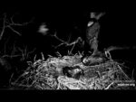 decorah north owl attack