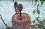 olive hummingbird first egg hatches video