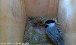 chickadee eggs hatch