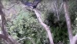 duke farms eagles fledge videos
