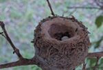 hummingbird babies