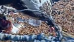 hellgate osprey first chick