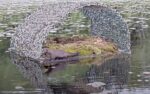 mink at loon nest