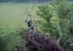 decorah north eagle nest collapses
