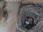 bluebird eggs