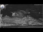 lpc cam1 2nd egg laid