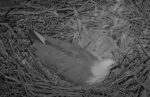sea eagles