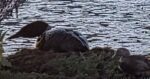 lpc loon cam duck