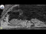 Video thumbnail for youtube video e5t0xueuq8a