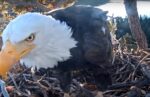 big bear eagles early morning visit