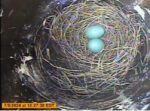 tn bluebird nest