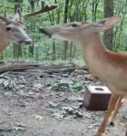 pa deer cam 10 point buck