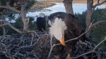 shadow big bear eagles