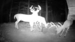triple buck fever