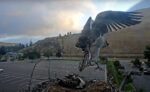 hellgate osprey fledge