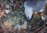 sea eaglets being fed fish
