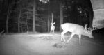 12 point buck pa deer cam