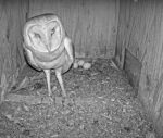 florida barn owl cam2