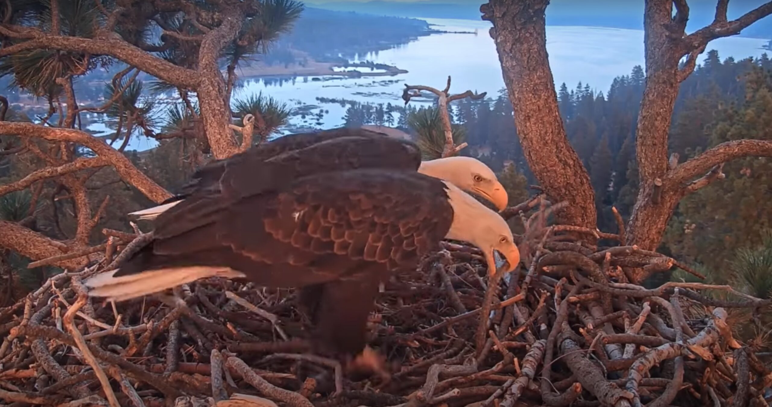 Video - Jackie & Shadow Visit - Fire Update - Big Bear Eagles - SPO