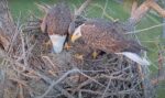 swfl bald eagles