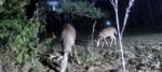 3 bucks