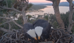 jackie brings first fluff in for the nesting season