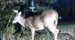 8 point buck