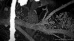 barred owl attacks bald eagle