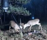 8 point bucks sparring