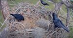 crows at swfl nest