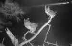 grat horned owls at southwest florida bald eagle nest