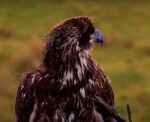 juvenile bald eagles