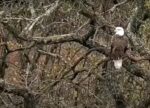 adult eagle intruder at decorah north
