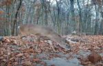 12 point buck pa deer cam