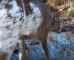 Live deer cam showing a piebald whitetail deer at a forest feeding station in Pennsylvania