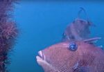 deerfield beach underwater cam october recap