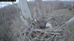 nctc eagle nest