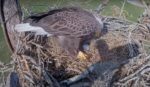 f23 lays first egg 2024-25
