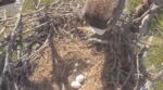 swfl bald eagles