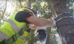 mn dnr new eagle nest cam install