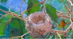olive hummingbird 1st egg
