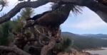 big bear banded eagle