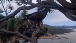 big bear eagles banded juvenile
