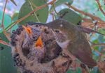 olive hummingbird