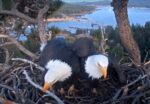 big bear eagles