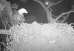 knf 2 eggs laid e3
