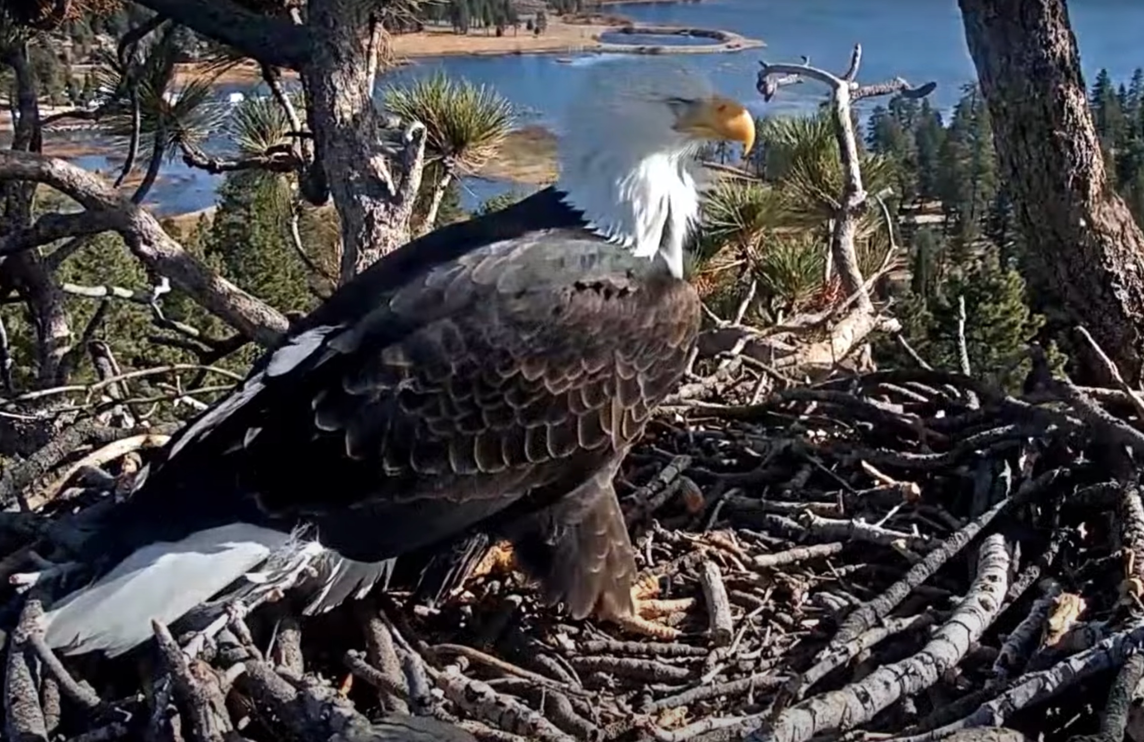 Video - Jackie And Shadow Return To Nest - Eye Injury Update - Big Bear ...
