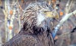 uss bald eagles sub adult