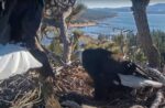 jackie and shadow bring in nesting grass