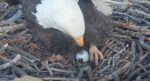 jackie big bear first egg laid
